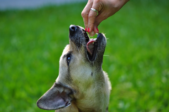 5-livsmedel-som-r-skadliga-fr-din-hund